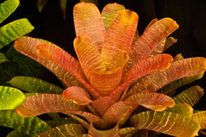 perennial Bromeliaceae