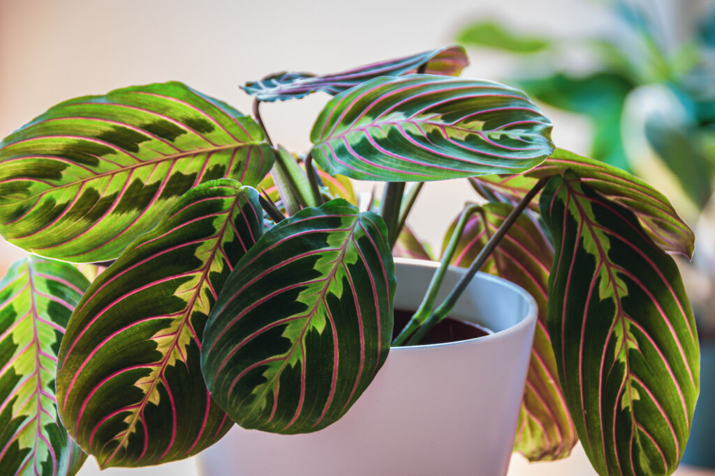 houseplants that like low light