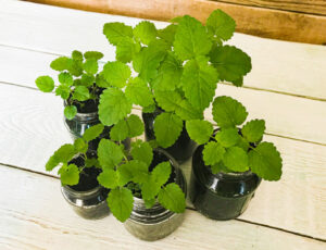 potted lemon balm flowering