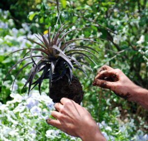 bromeliad houseplants