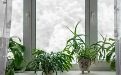 winter care of houseplants