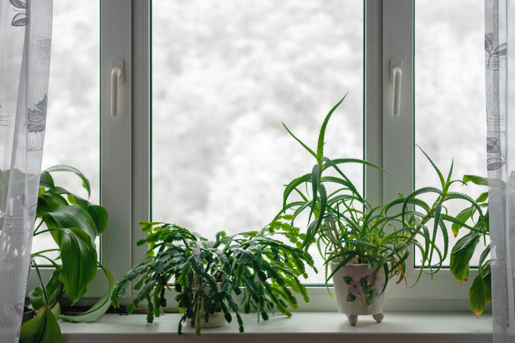 winter care of houseplants