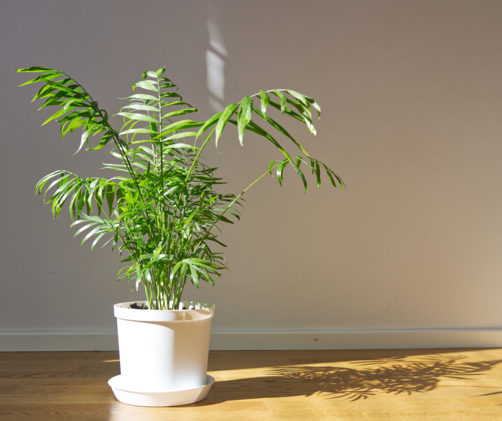 Low maintenance indoor plant