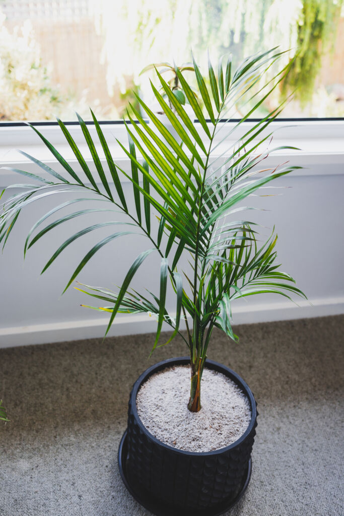 Indoor Palm Trees