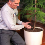 norfolk Island pine houseplant