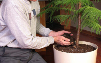 norfolk Island pine houseplant