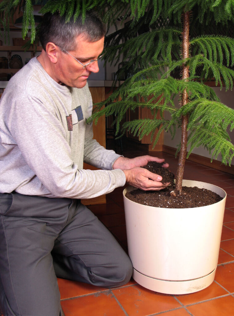 norfolk Island pine houseplant