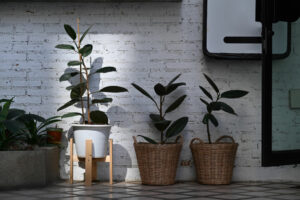 potted Indian rubber tree