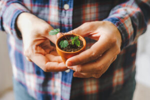 strawberry plant indoors