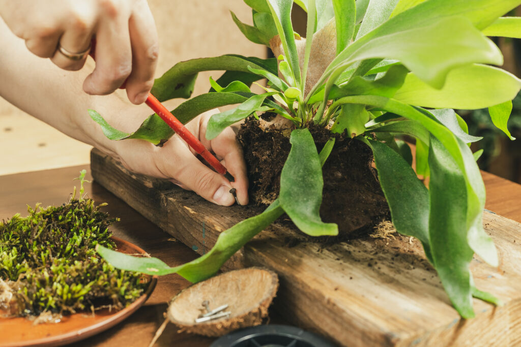 Staghorn fern plant