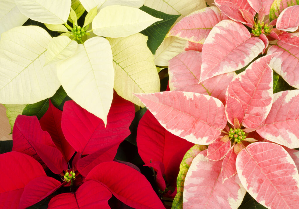 colorful poinsettias