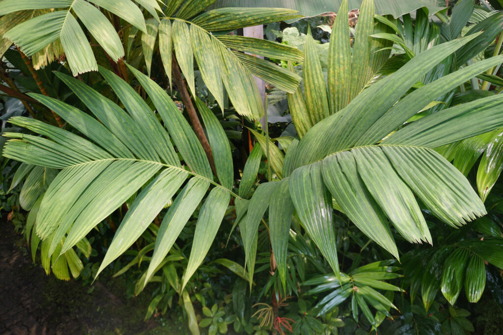 Ivory Cane Palm