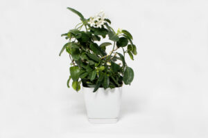 fragrant houseplants