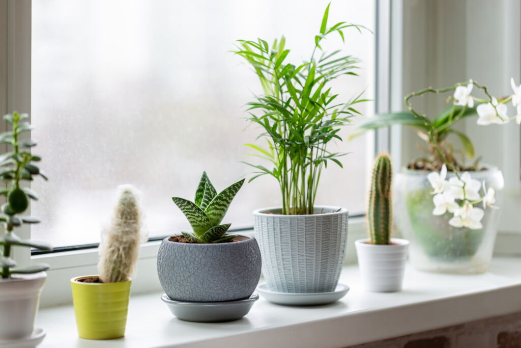 plants facing the window during frost