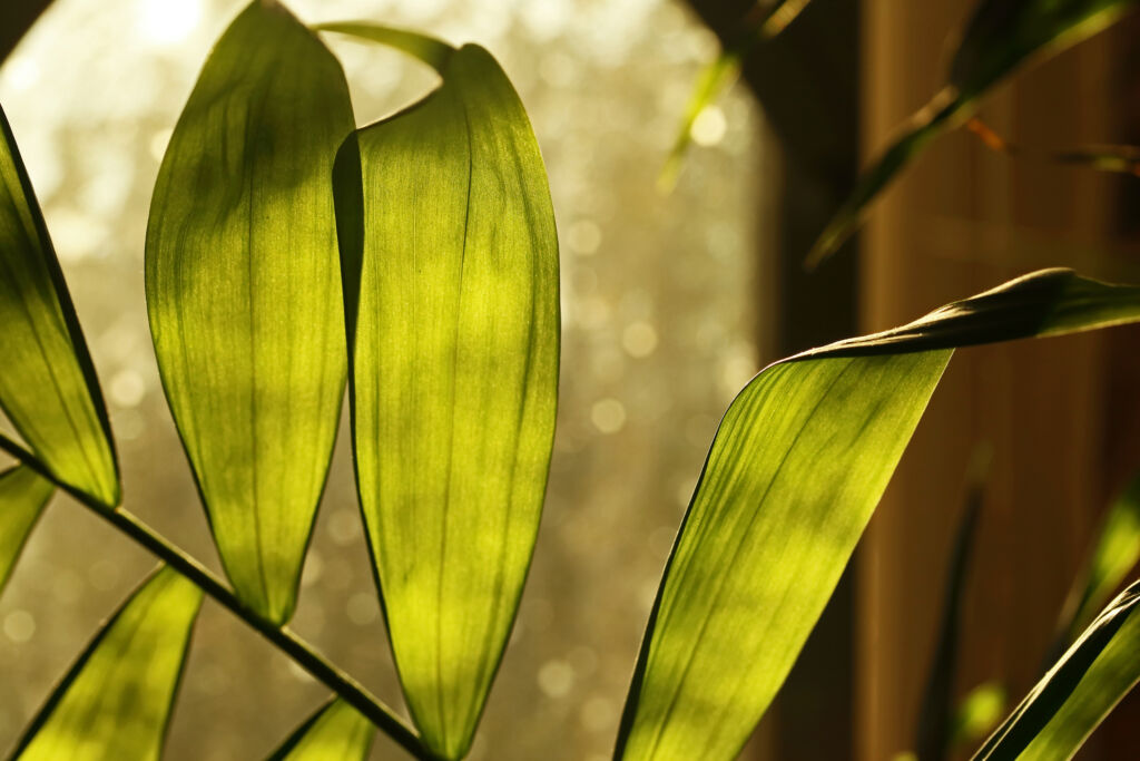 parlor palm plant