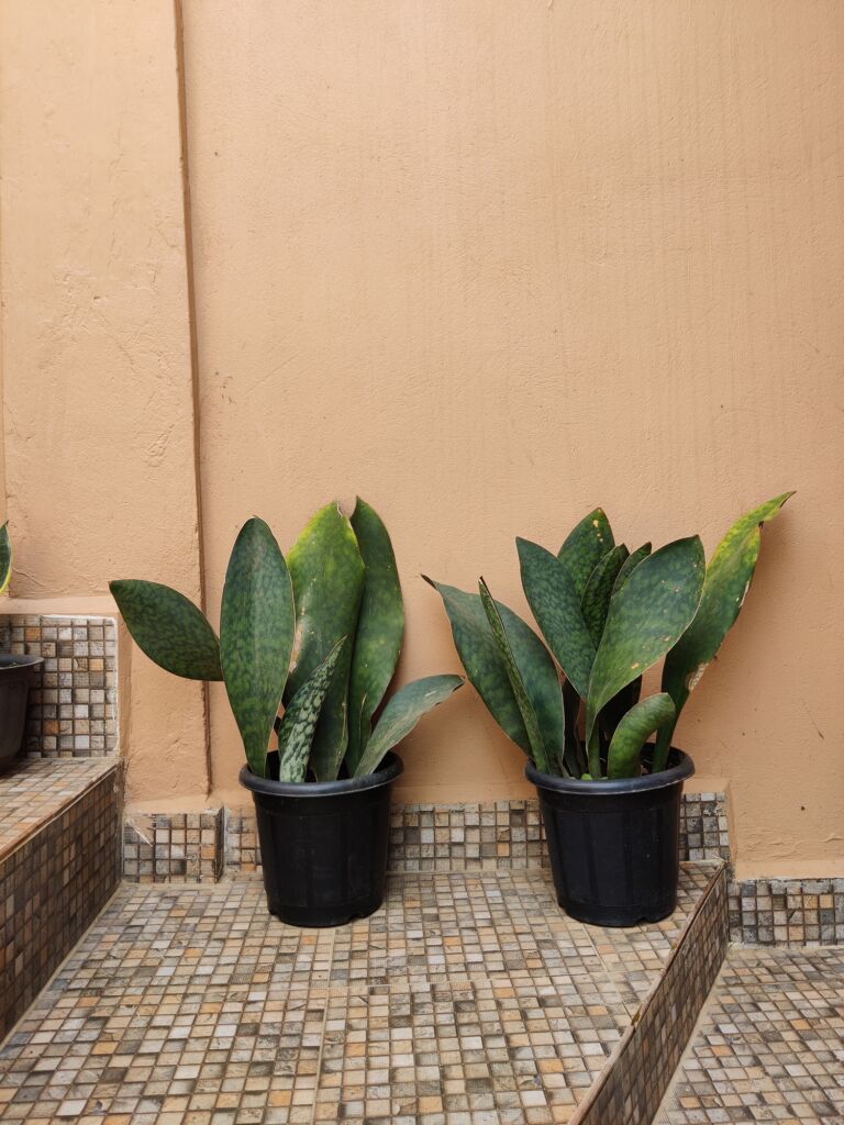 snake plant indoors