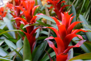 bromeliad houseplants