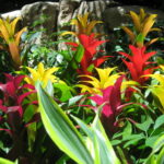 bromeliad houseplants