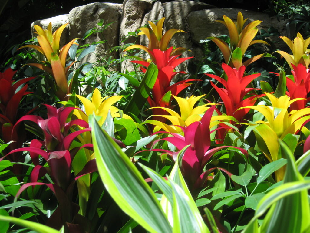 bromeliad houseplants