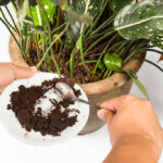 use coffee grounds for houseplants