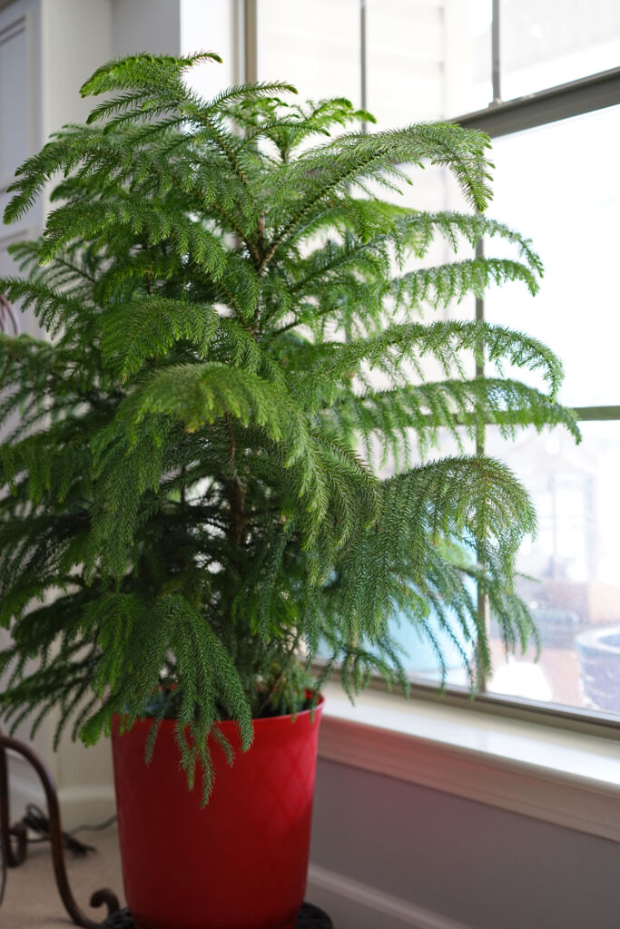 Araucaria Heterophylla