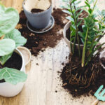 fiddle leaf fig care