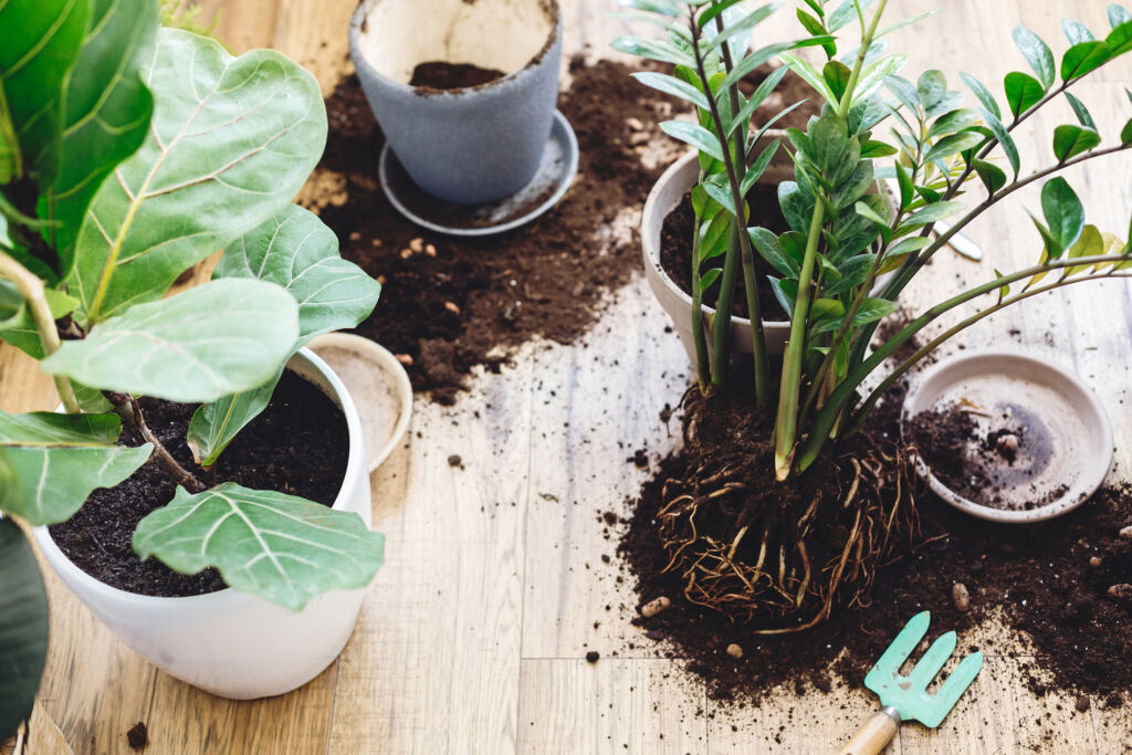 fiddle leaf fig care