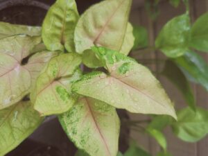 White Butterfly Plant