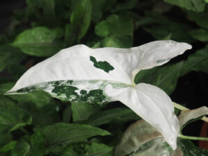 White Butterfly Plant