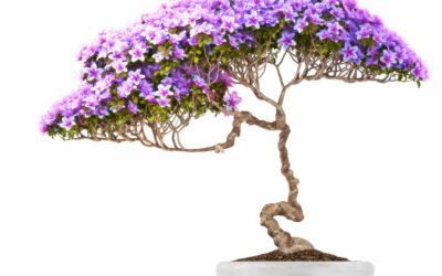 Unusual Bonsai