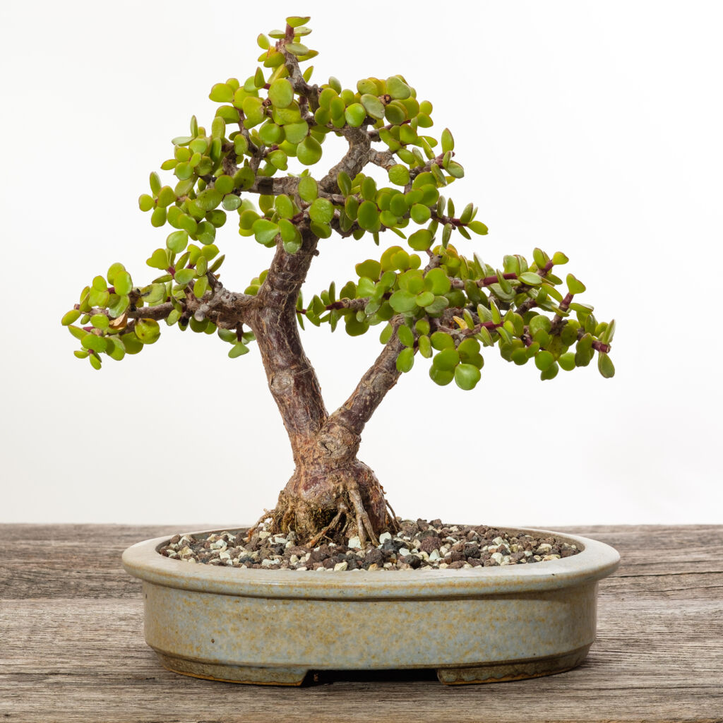 Bonsai for Beginners