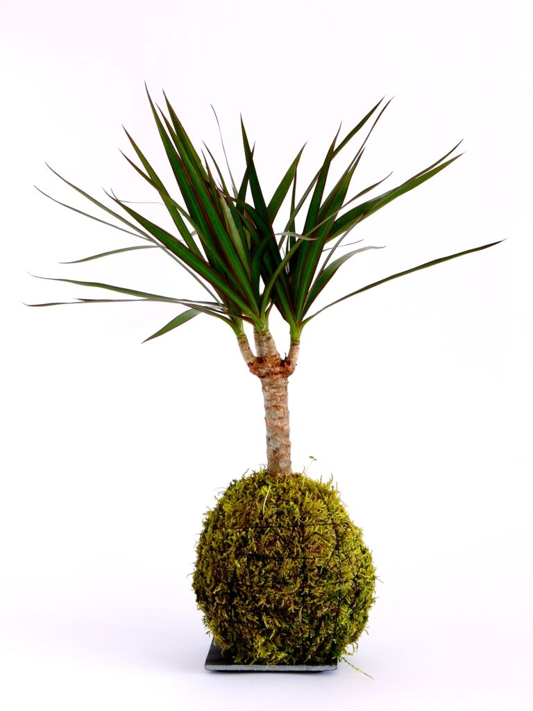 Dracena Plant