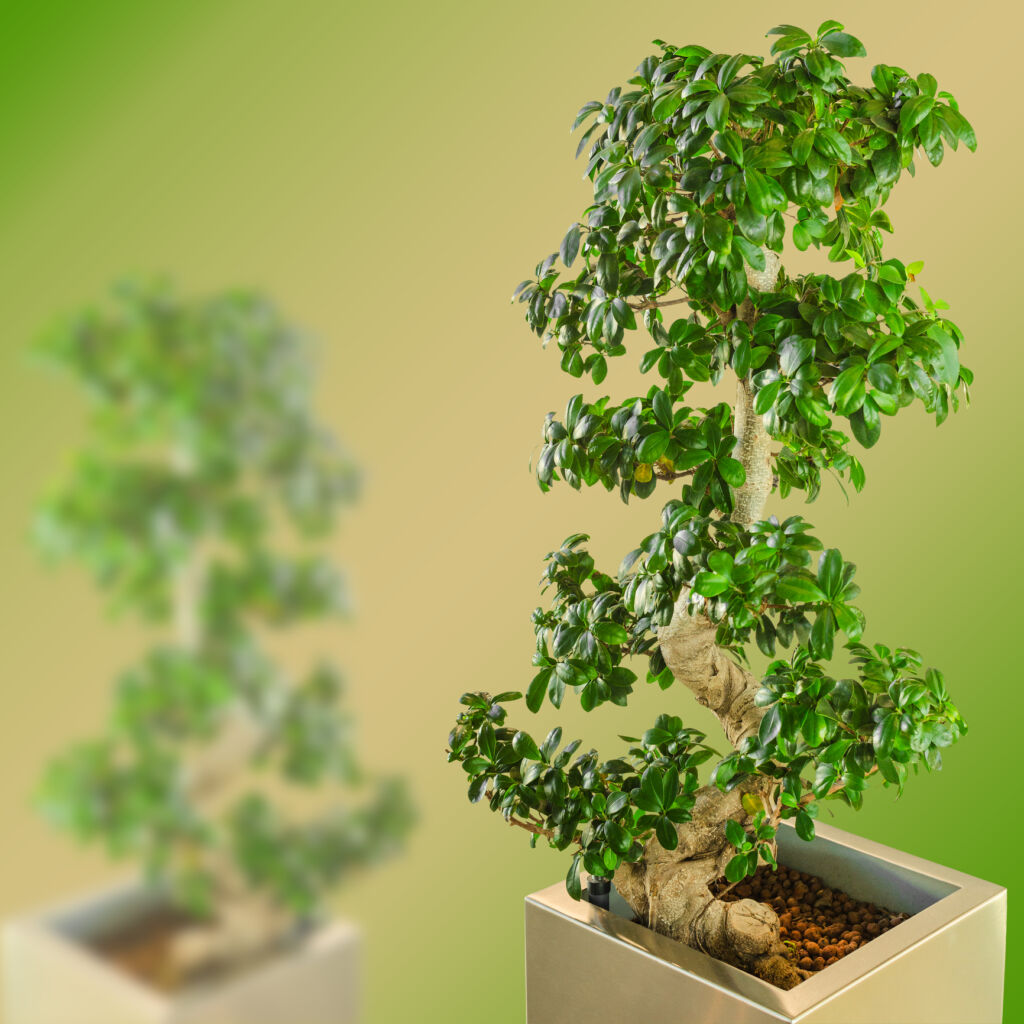 Ficus Bonsai