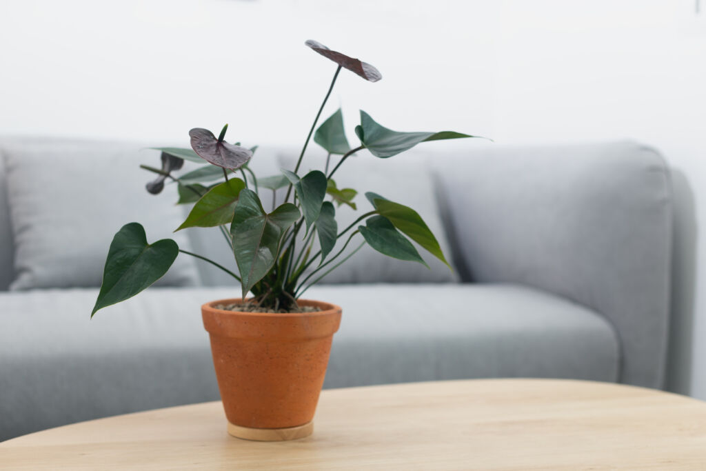 Flowering Red Anthurium