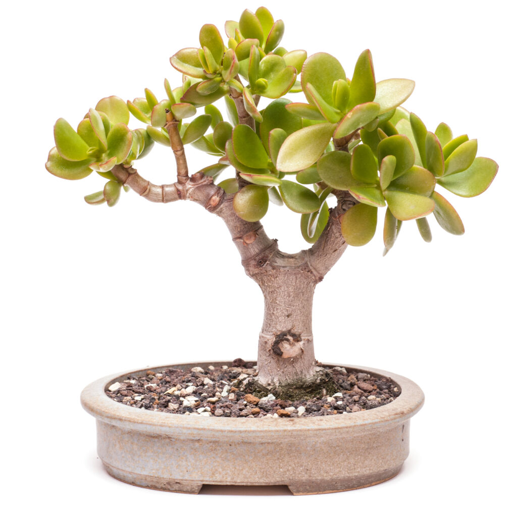 Bonsai for Beginners