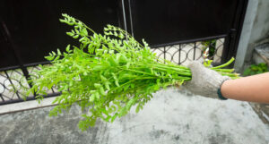 Moringa tree as a houseplant