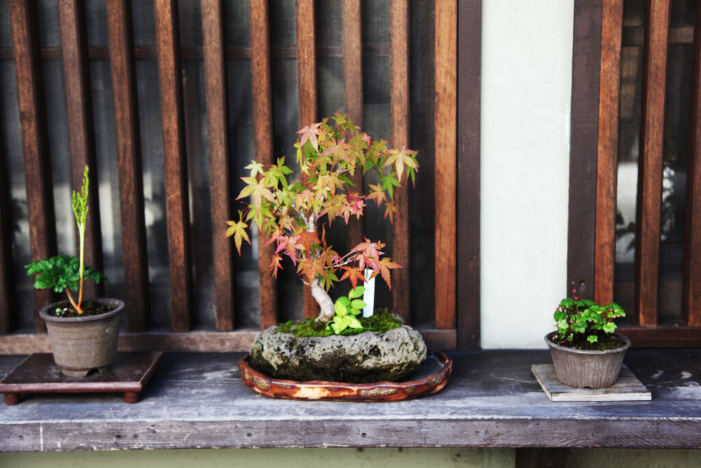 Bonsai for Beginners