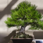 Bonsai for Beginners