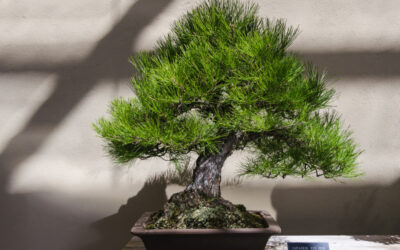 Bonsai for Beginners