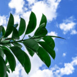 rubber tree leaves curling