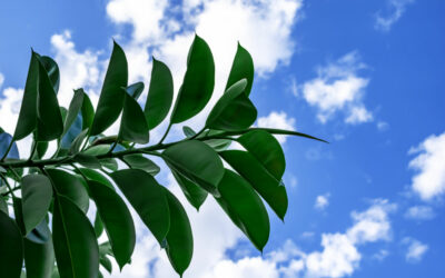 rubber tree leaves curling