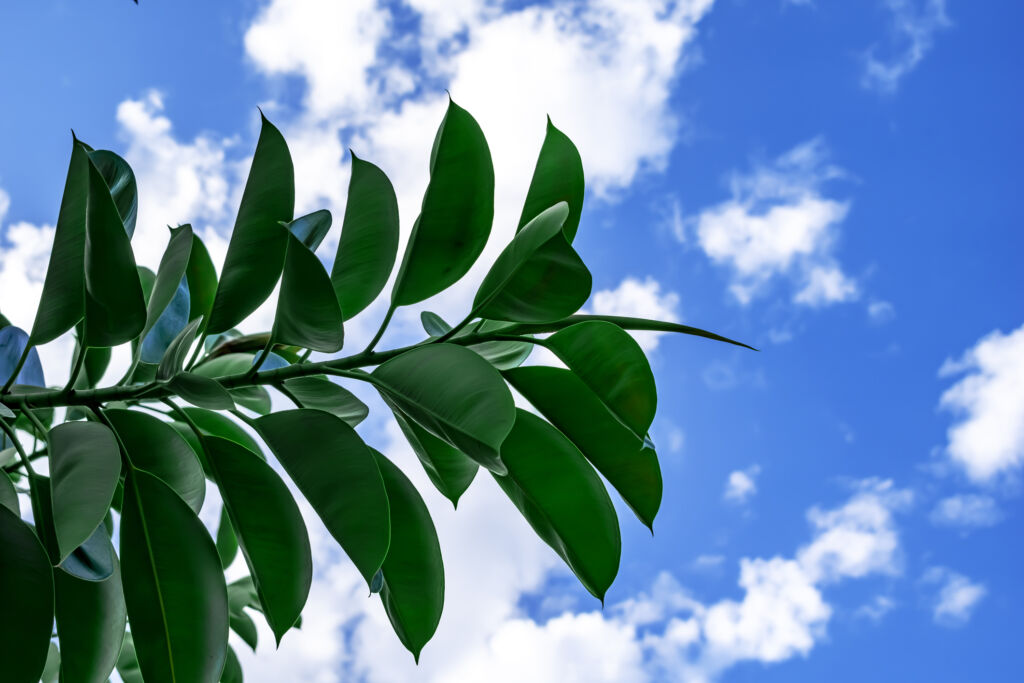 rubber tree leaves curling