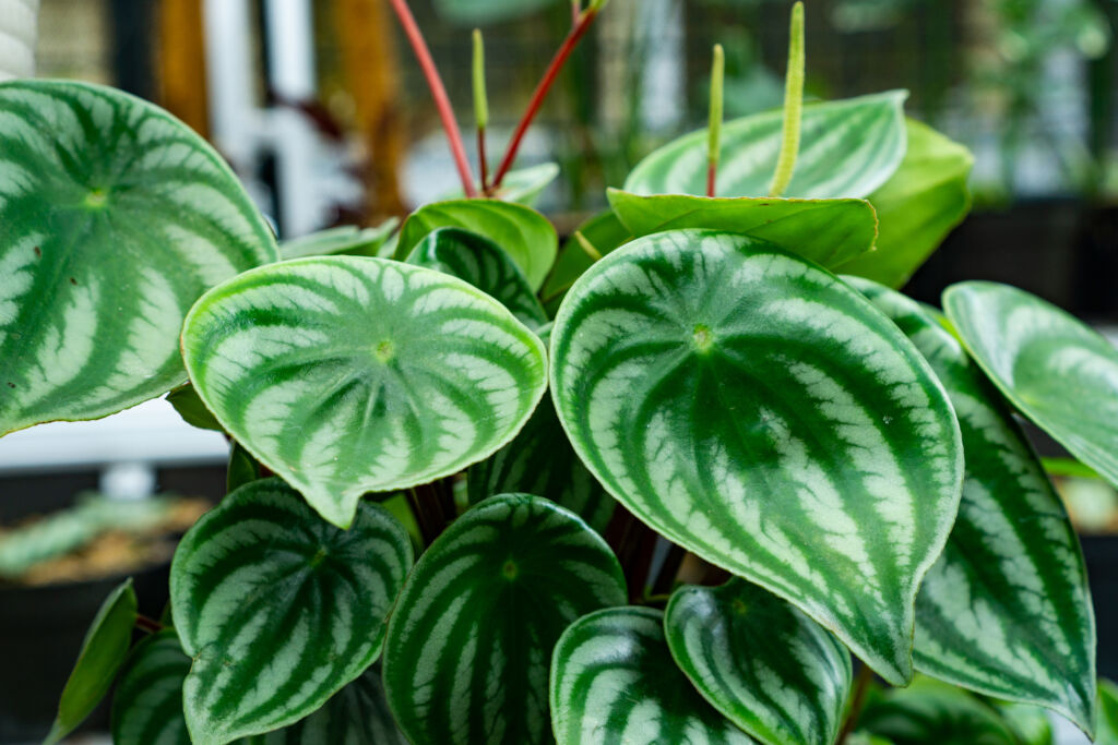 peperomia plants