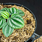 peperomia plants