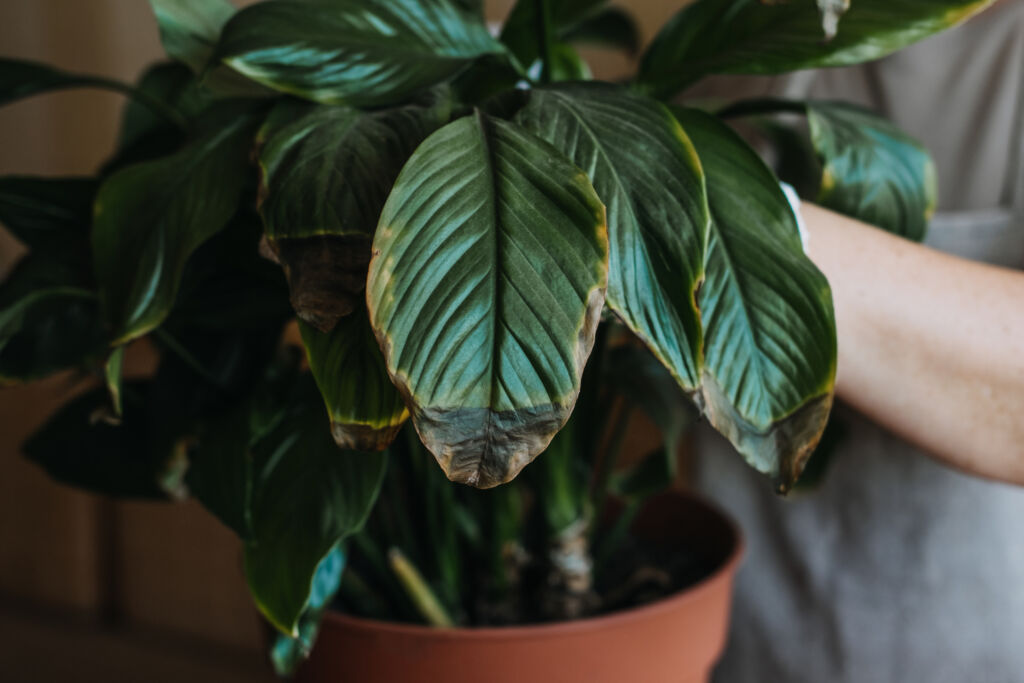 plant leaves turning yellow