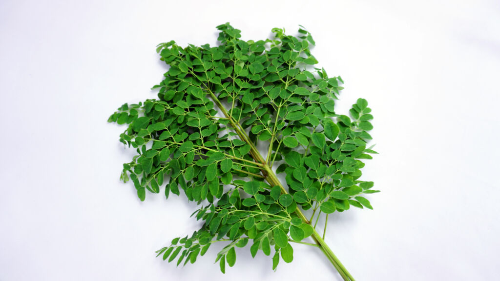 Moringa tree as a houseplant