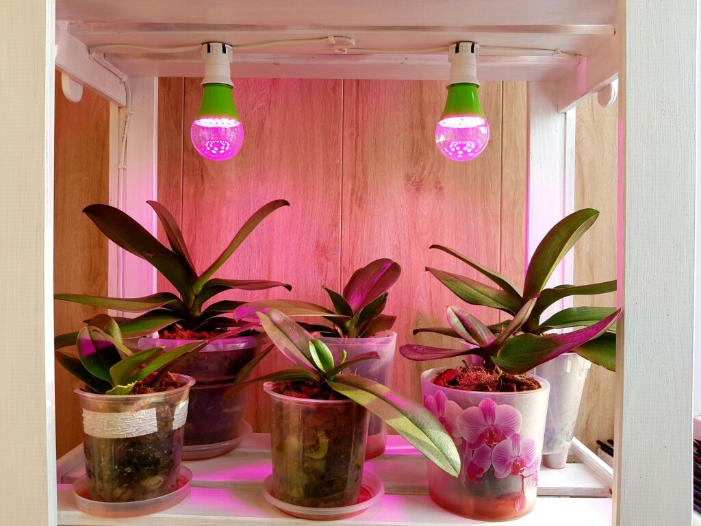 Best Grow Lights for Flowering Plants