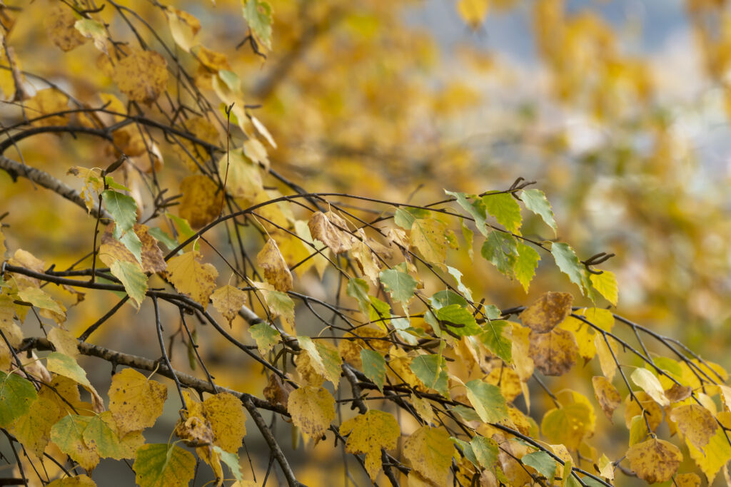 plant leaves turning yellow