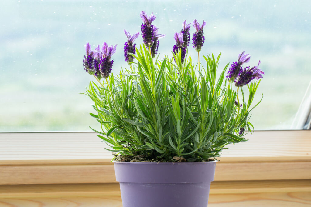 Lavender plant indoor care