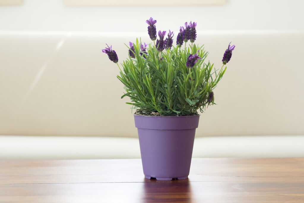 Lavender plant indoor care